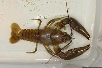 Rusty crayfish