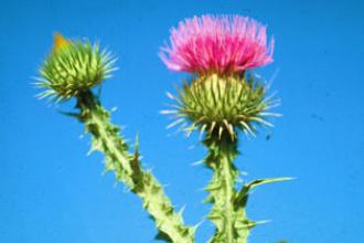 Scotch thistle