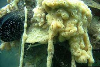Sea squirt