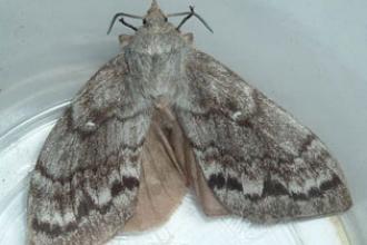 Siberian moth, adult