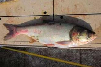 Silver carp, adult