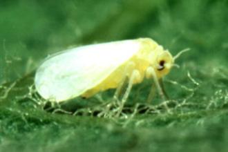 Silverleaf Whitefly