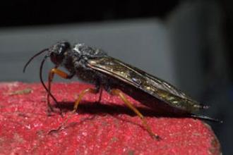 Sirex woodwasp