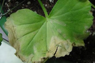 Southern Bacterial Wilt - Invasive.org