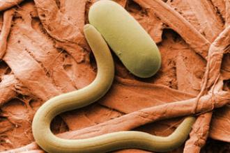 Soybean cyst nematode