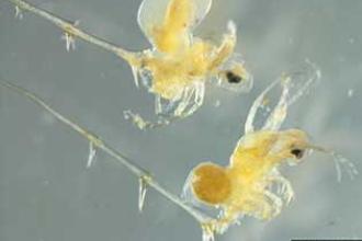 Spiny water flea