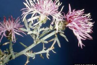 Spotted knapweed