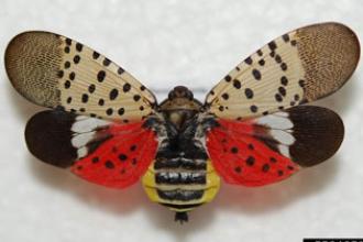 Spotted lanternfly