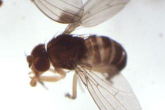 Spotted wing drosophila