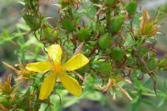 St. Johnswort