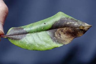 Sudden oak death - Invasive.org