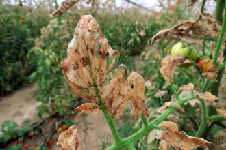 Tomato Leafminer