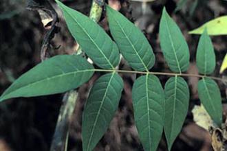 Tree-of-Heaven