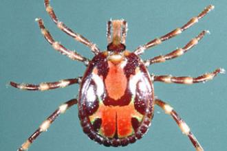 Tropical bont tick, adult male