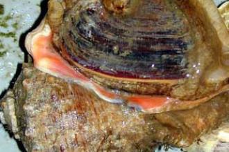 Veined rapa welk