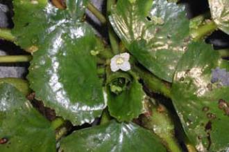 Water chestnut