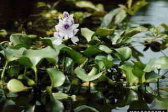 Water hyacinth