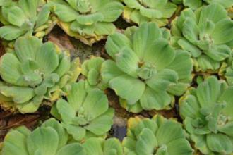 Water lettuce