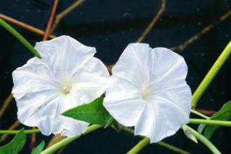 Water spinach