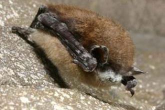 White nose syndrome - DOI, USGS