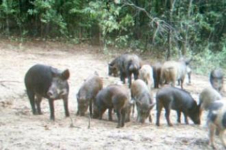 Wild boar - invasive.org