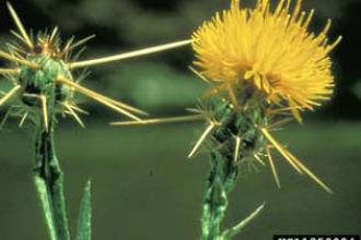 Yellow Star Thistle