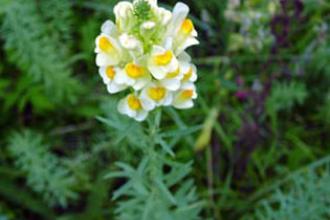 Dalmatian Toadflax