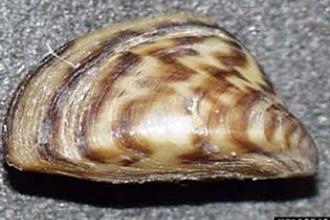 Zebra mussel