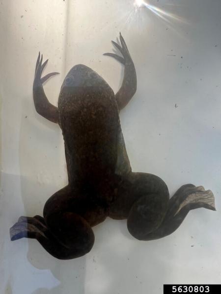 African clawed frog