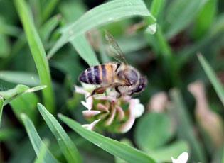 Africanized honey bee