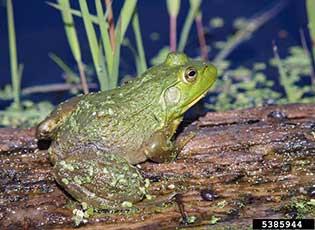 American bullfrog