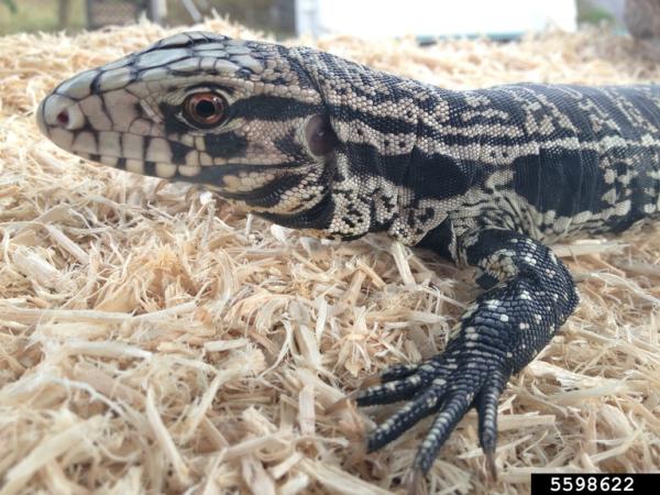 Argentine black and white tegu
