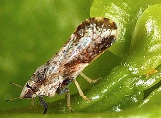 Asian citrus psyllid