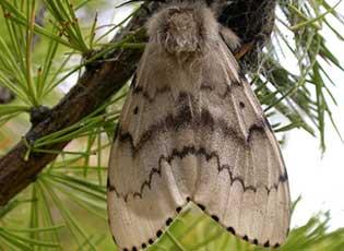 Asian gypsy moth, female in Mongolia