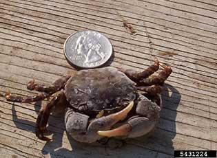 Asian shore crab