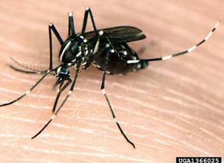 Asian Tiger Mosquito