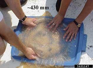 Australian spotted jellyfish