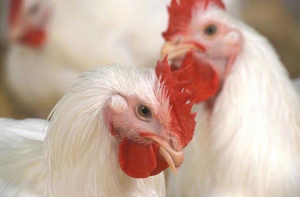 Avian influenza