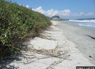 Beach vitex