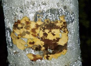 Beech bark disease