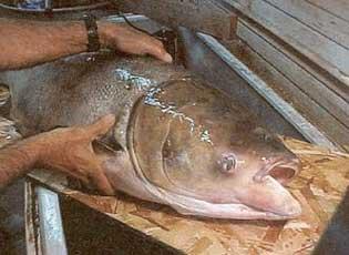 Bighead carp, adult