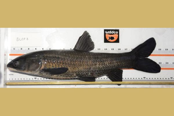 Black carp