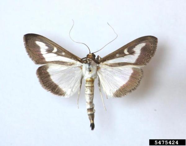 Box Tree Moth  National Invasive Species Information Center