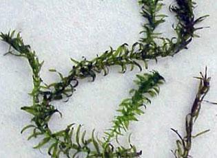 Brazilian waterweed