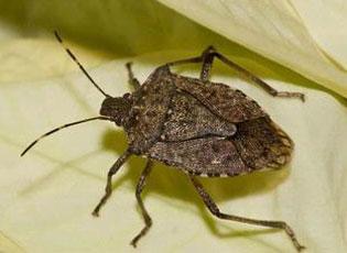Brown marmorated stink bug - Wikipedia