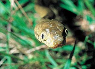 Brown Tree Snake