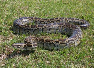 Where is the Burmese Python Native to?