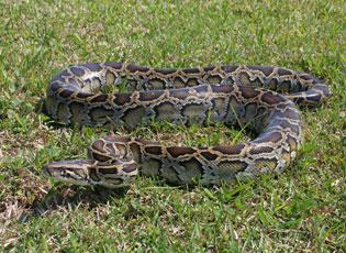 Burmese Python Snake Facts