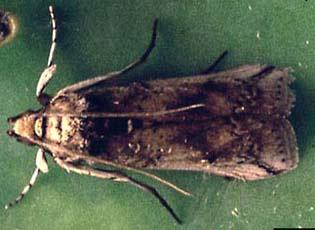 Cactus Moth, Adult