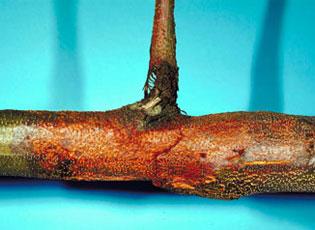 Chestnut blight